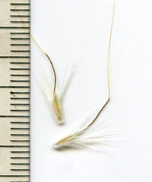  Bothriochloa barbinodis